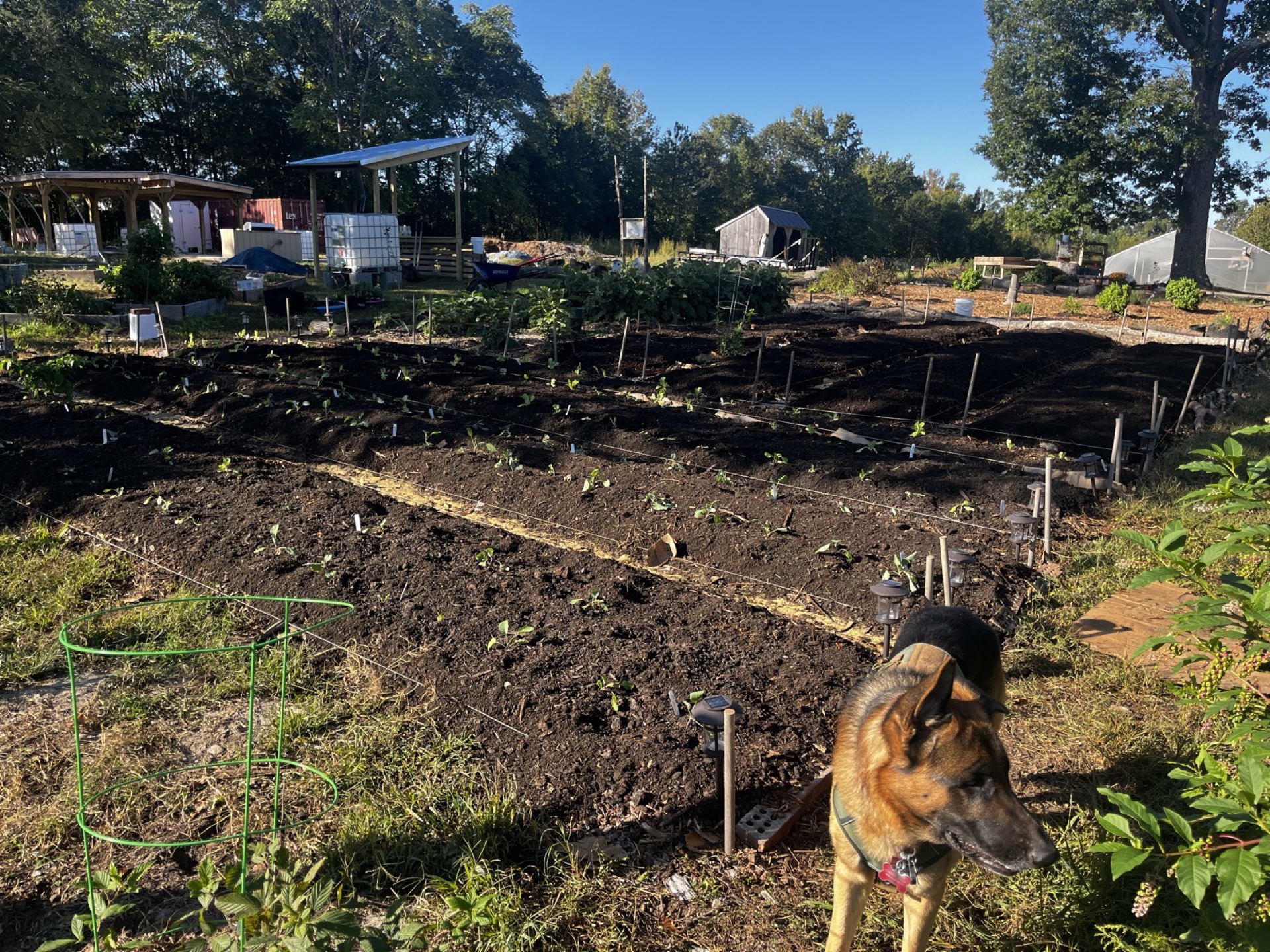 Raised beds and seedlings across the Petersburg Oasis Youth Farm