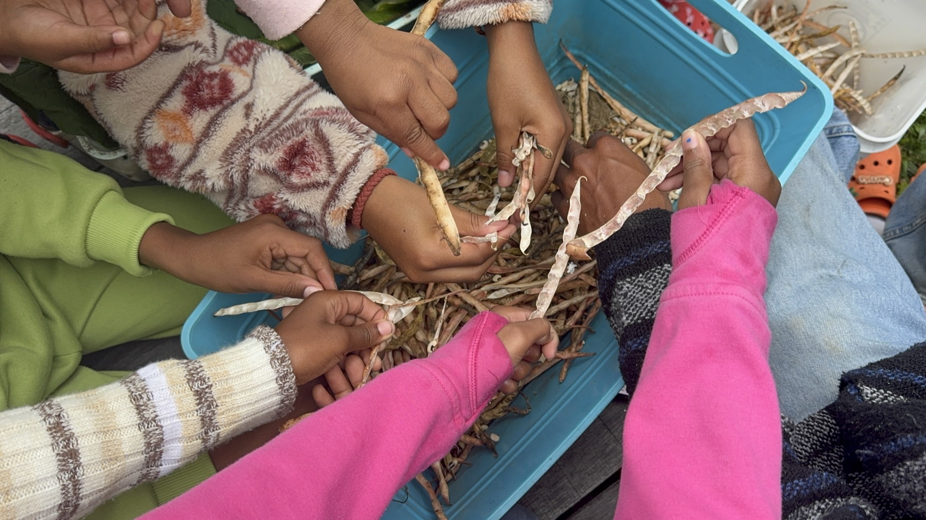 Young growers shelling beans together at the Oasis Youth Farm
